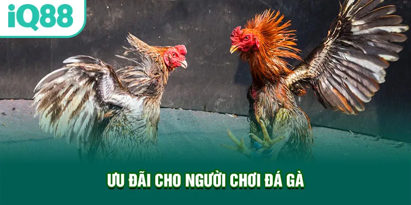 uu-dai-cho-nguoi-choi-da-ga_82_11zon