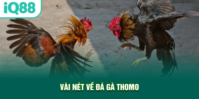 vai-net-ve-da-ga-thomo_1_11zon